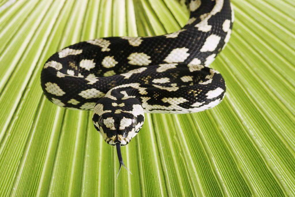 Detail of Jungle Carpet Python by Anonymous