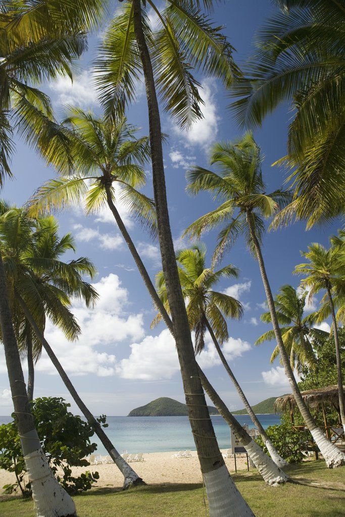 Detail of Palm Trees, Lambert Beach, Tortola, British Virgin Islands by Anonymous