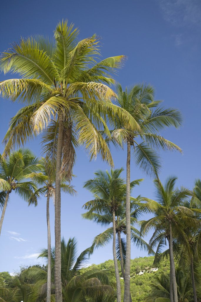 Detail of Palm Trees, Lambert Beach, Tortola, British Virgin Islands by Anonymous
