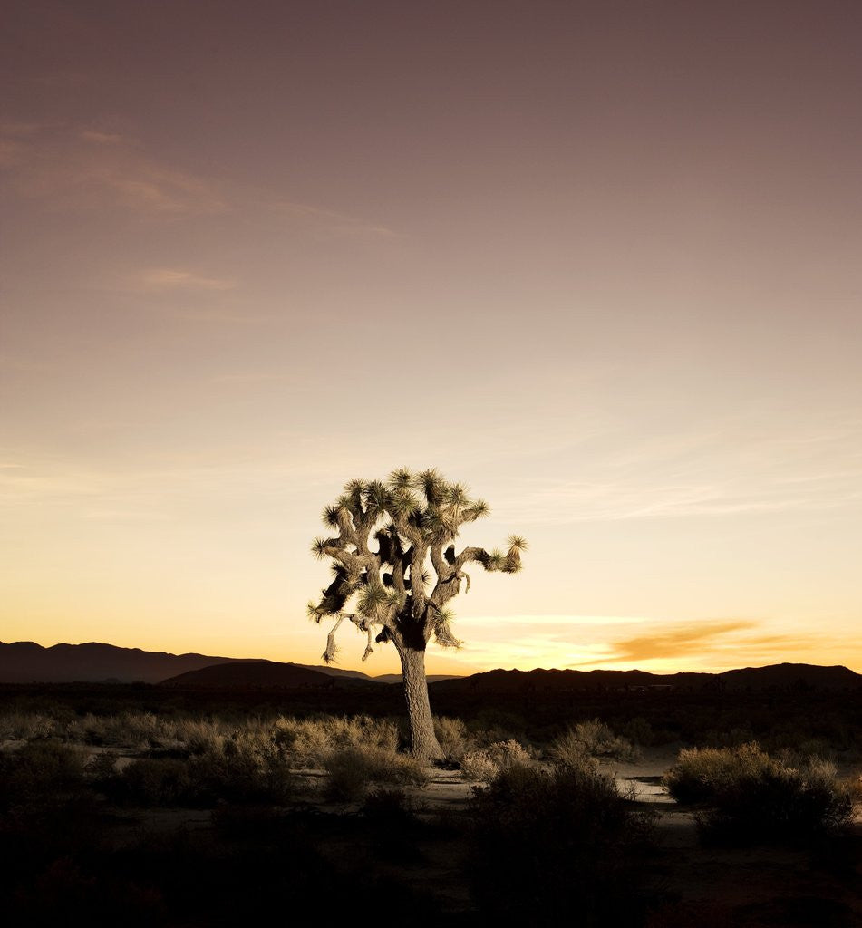 Detail of Joshua Tree in Desert by Anonymous