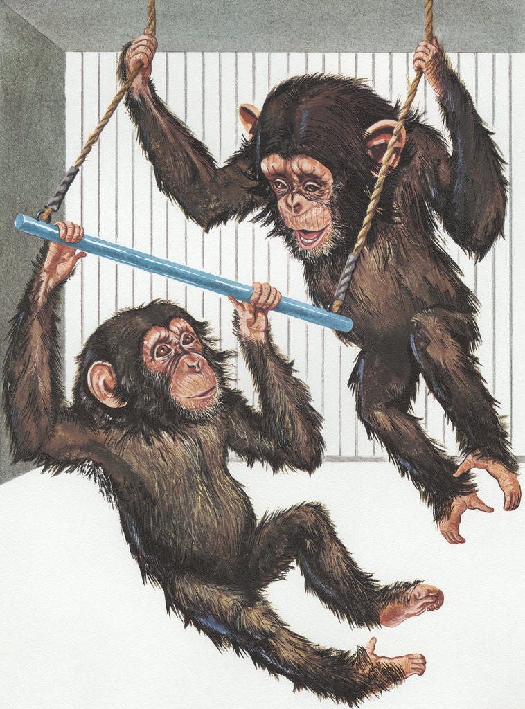 Detail of Illustration of Two Chimps Playing by Corbis