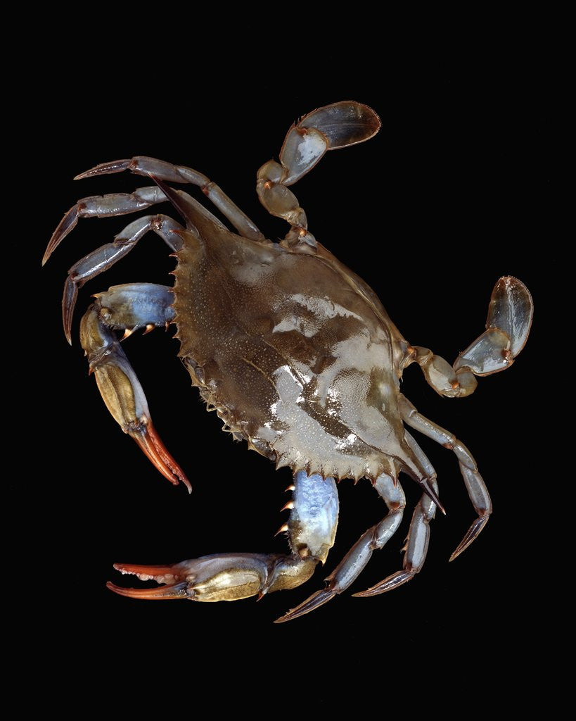 Detail of Blue Crab by Anonymous