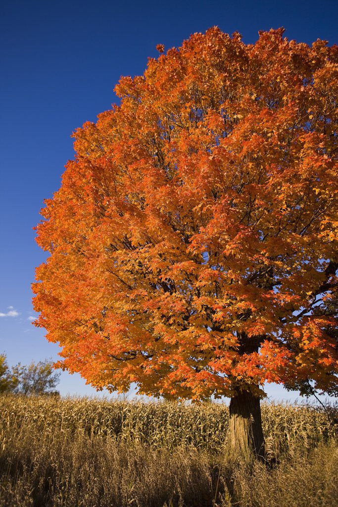 Detail of Maple Tree Beside Cornfield by Anonymous