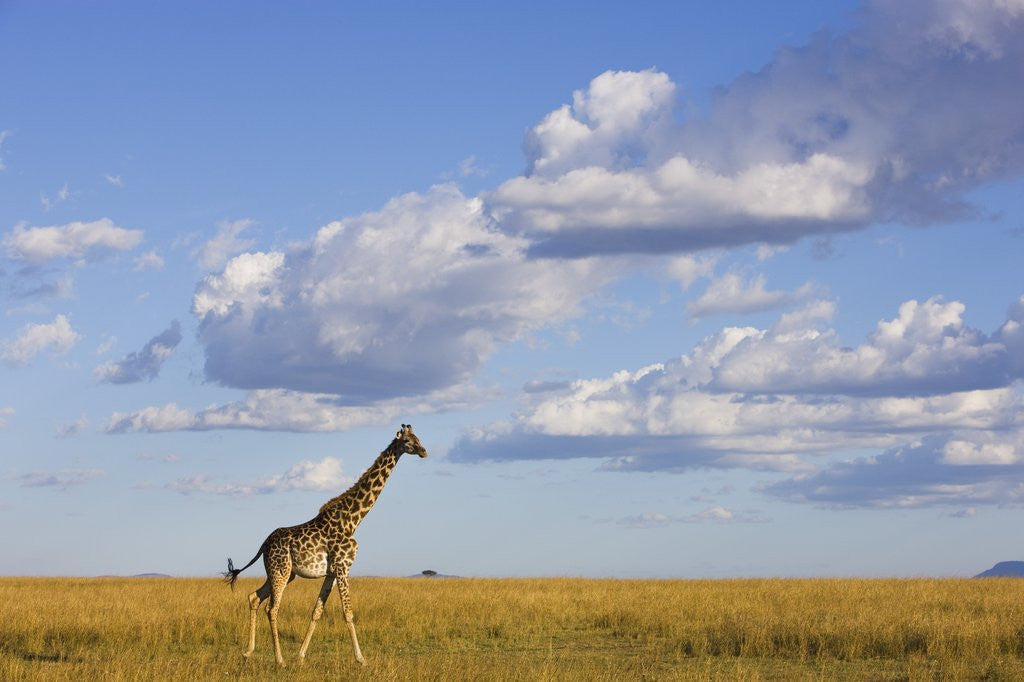 Detail of Giraffe on the African Savanna by Corbis