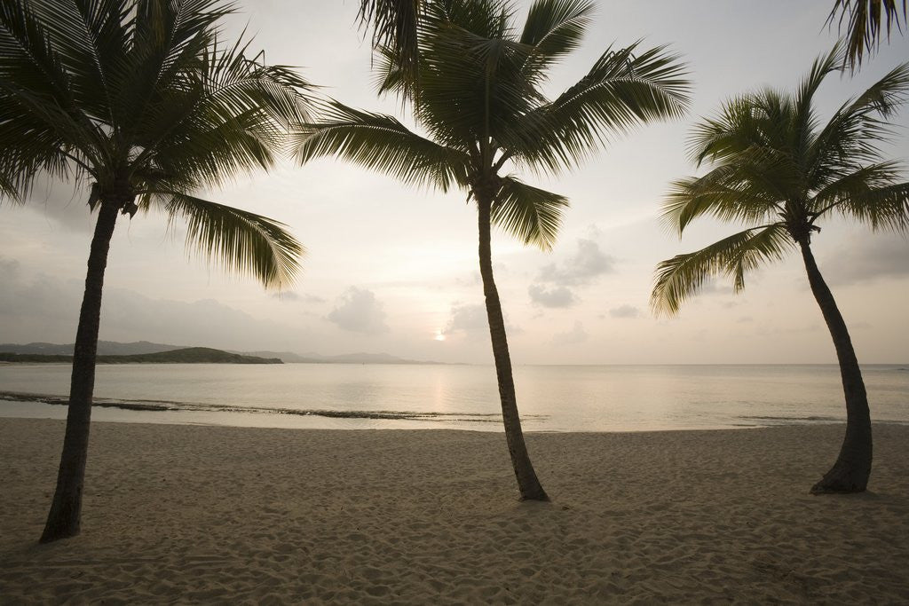 Detail of Palm Trees at Sunset by Anonymous