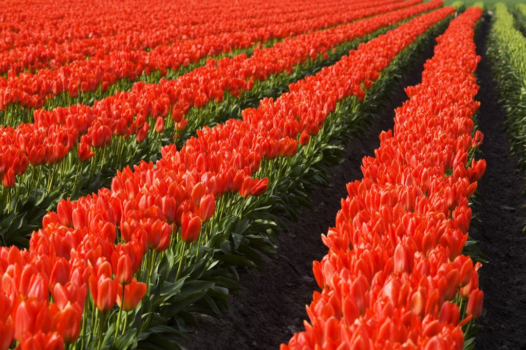 Detail of Rows of Red Tulips in Bloom in Skagit Valley by Anonymous