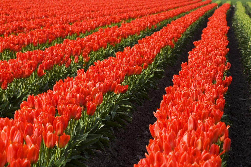 Detail of Rows of Red Tulips in Bloom in Skagit Valley by Corbis
