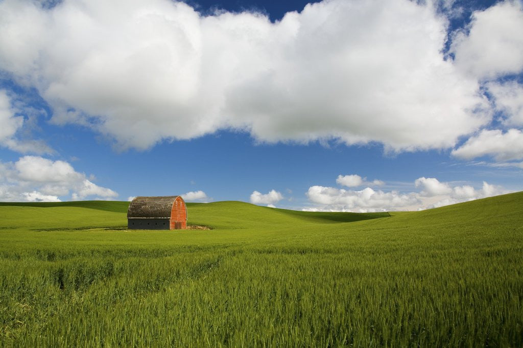 Detail of Old Red Barn in Spring Wheat Fields by Corbis