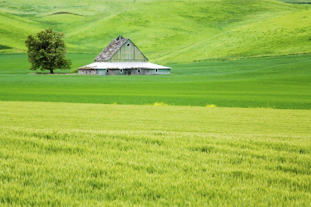 Detail of Old Barn in Green Agricultural Fields by Corbis