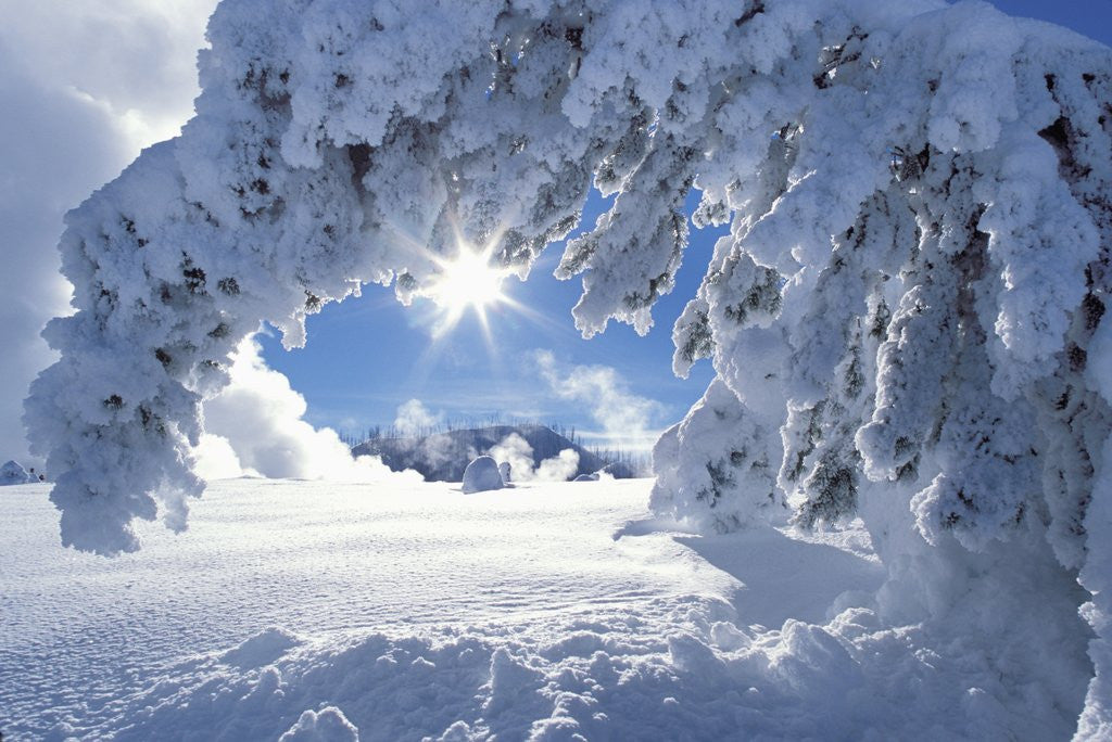 Detail of Snowy Landscape in Yellowstone by Anonymous