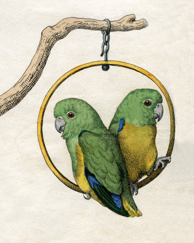 Detail of Illustration of Two Lovebirds by Anonymous