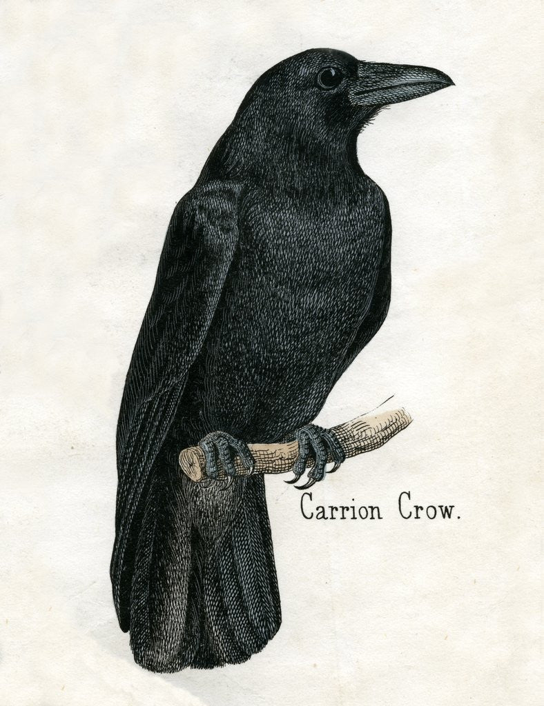 Detail of Carrion Crow Illustration by Anonymous