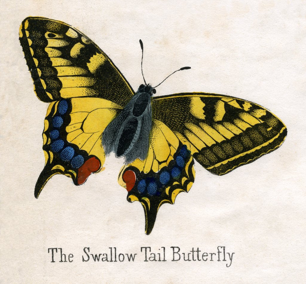 Detail of The Swallow Tail Butterfly Illustration by Anonymous