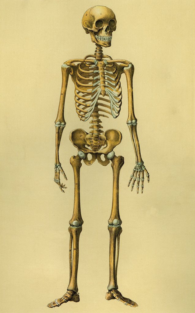 Detail of Illustration of Human Skeleton by Anonymous