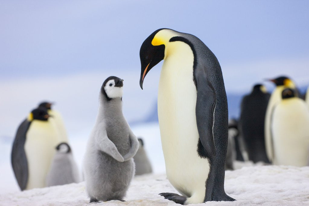 Detail of Emperor Penguin With Chick by Corbis