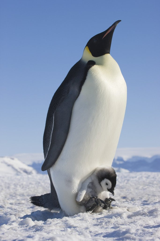 Detail of Emperor Penguin Holding Chick on Feet by Corbis