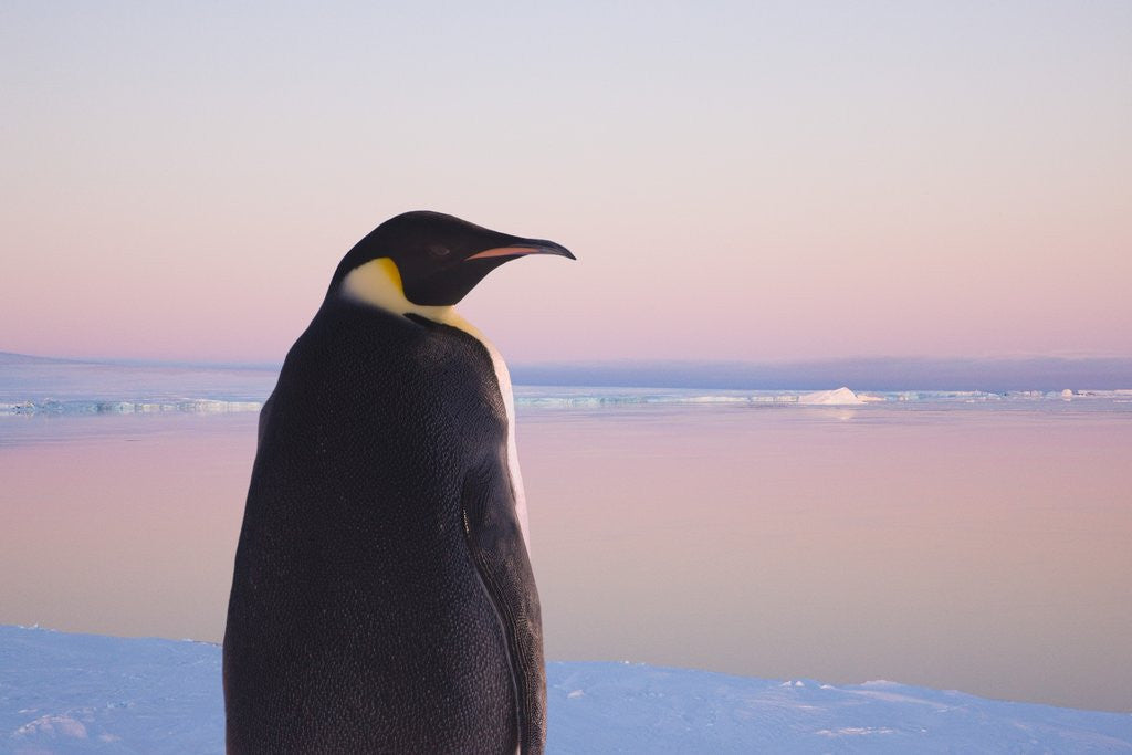 Detail of Emperor Penguin on Pack Ice by Corbis