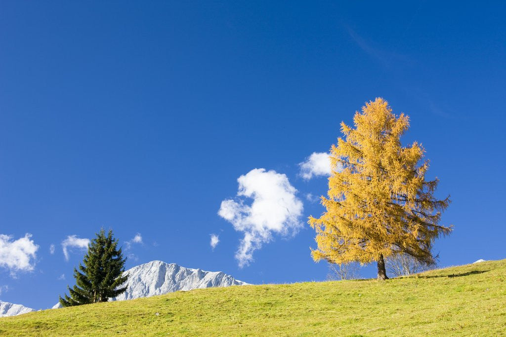 Detail of Tree in Alpine Meadow in Autumn by Anonymous