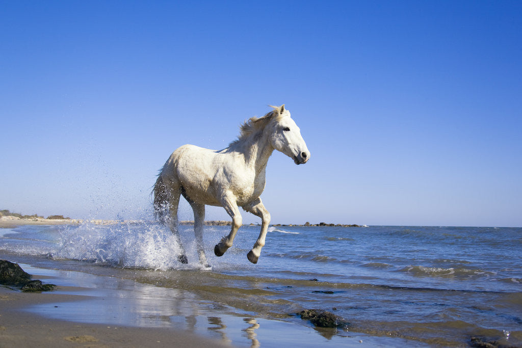 Detail of Camargue Horse Running on Beach by Anonymous