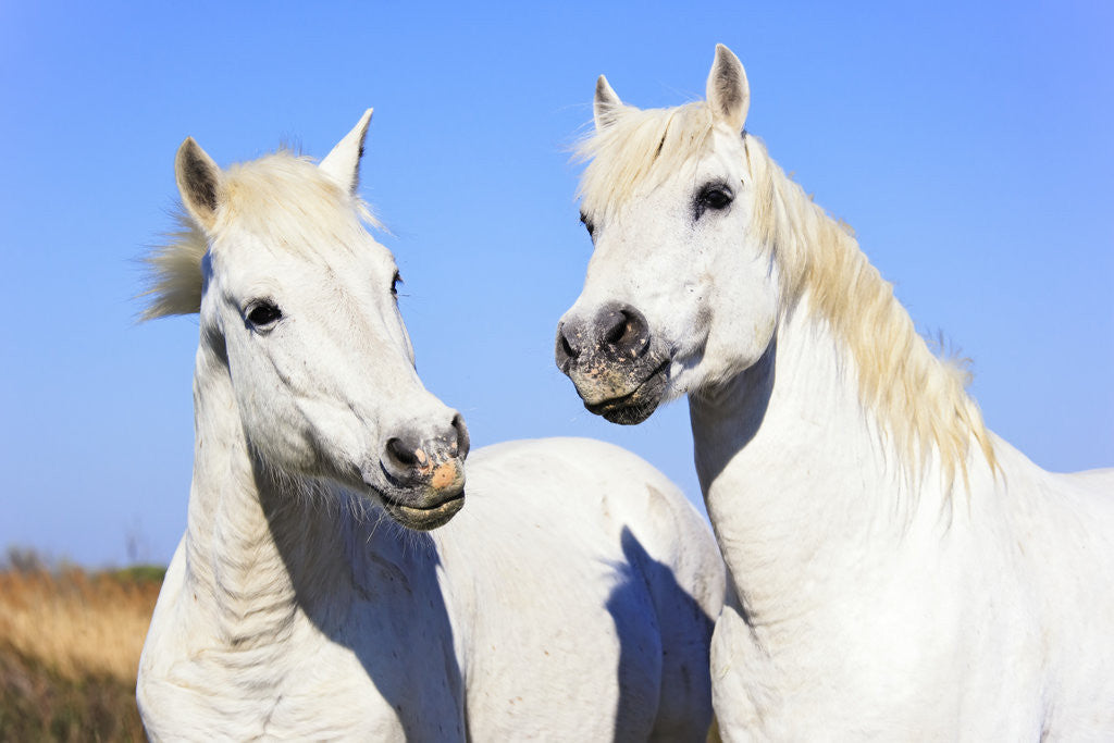 Detail of Camargue Horses by Anonymous