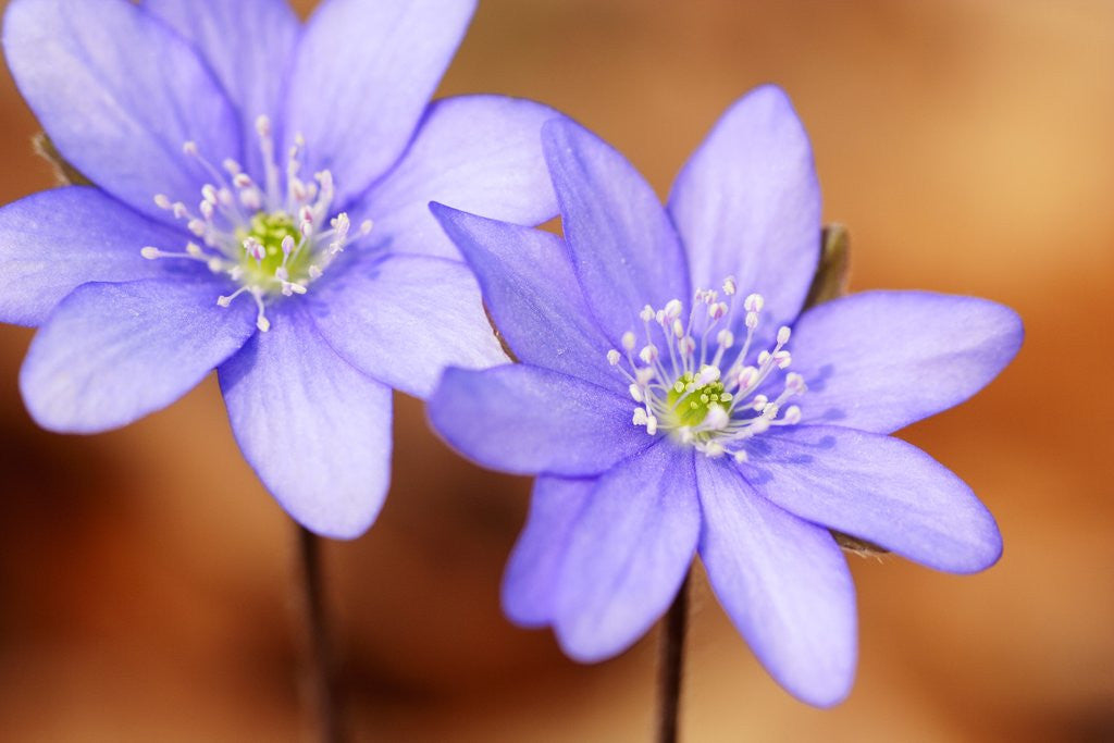 Detail of Purple Liverwort Flower by Anonymous