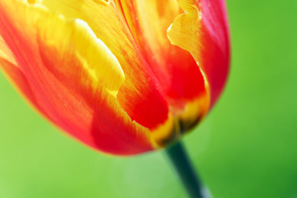 Detail of Red Tulip by Corbis