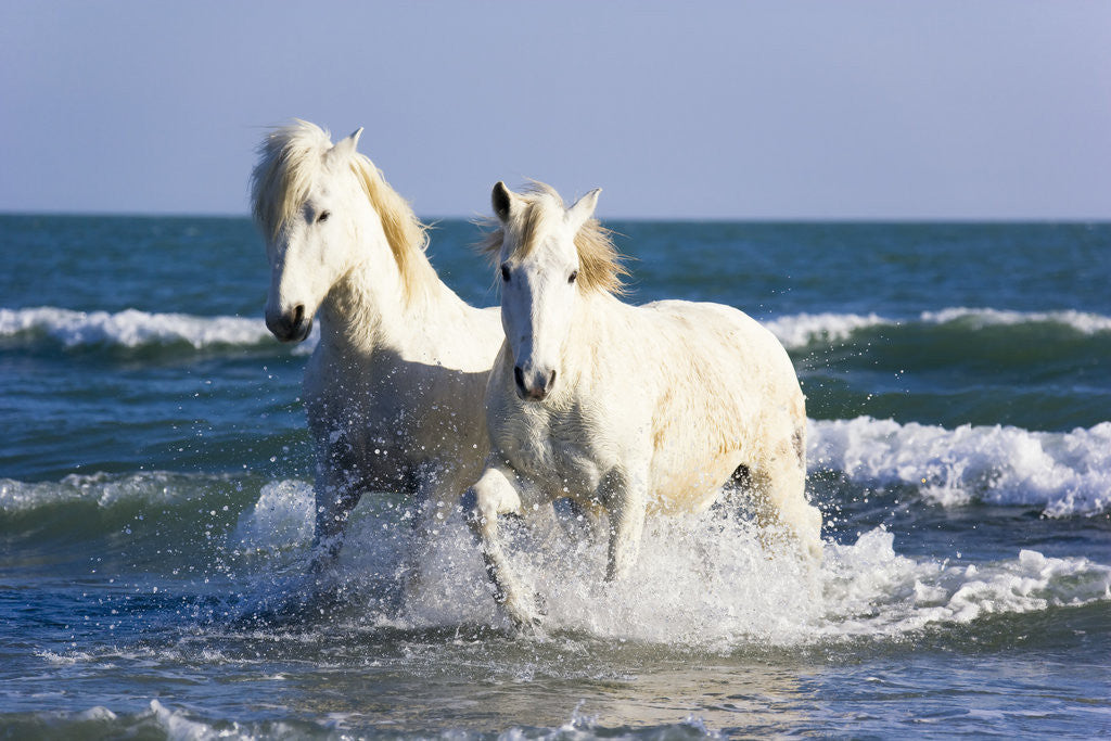 Detail of Camargue Horses in Surf by Anonymous
