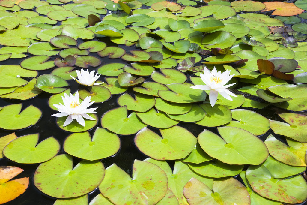 Detail of Water Lilies by Anonymous