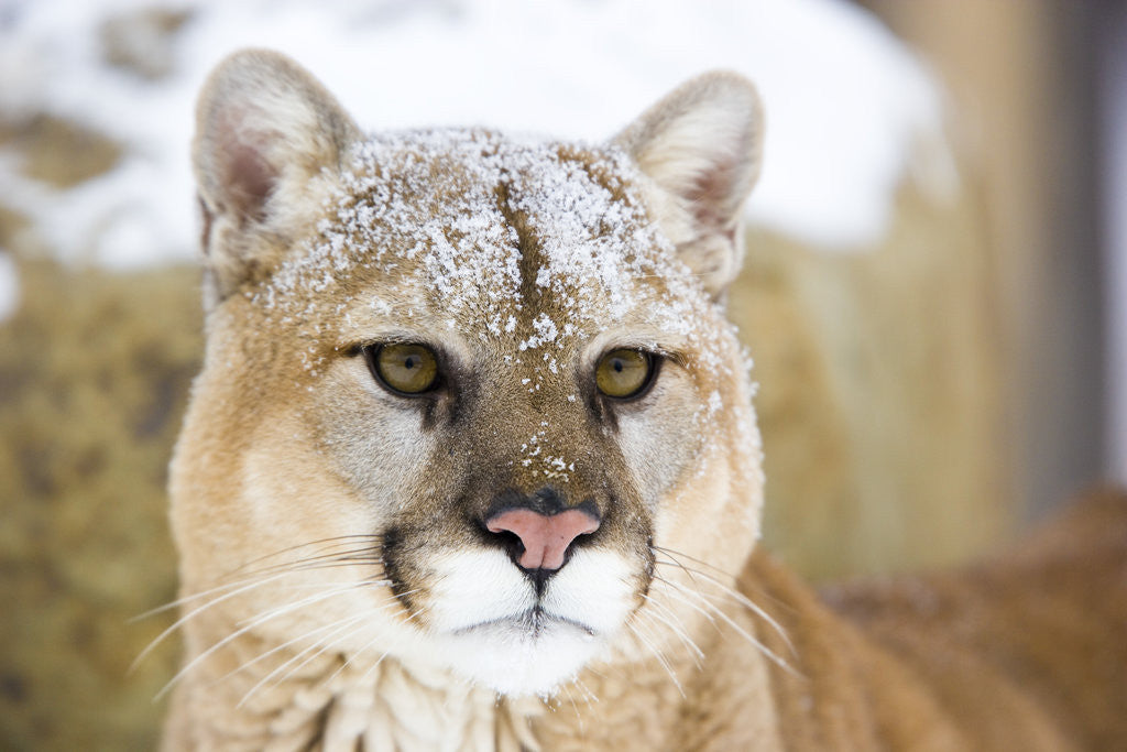 Detail of Mountain Lion by Anonymous