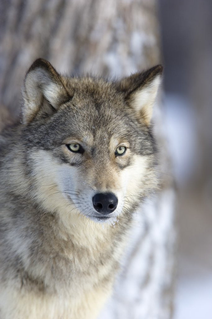 Detail of Gray Wolf by Anonymous