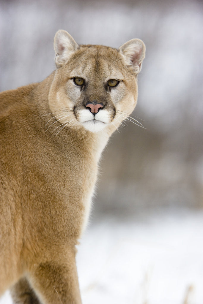 Detail of Mountain Lion by Anonymous