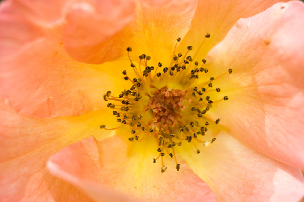 Detail of Close-up or Orange Shrub Rose by Anonymous