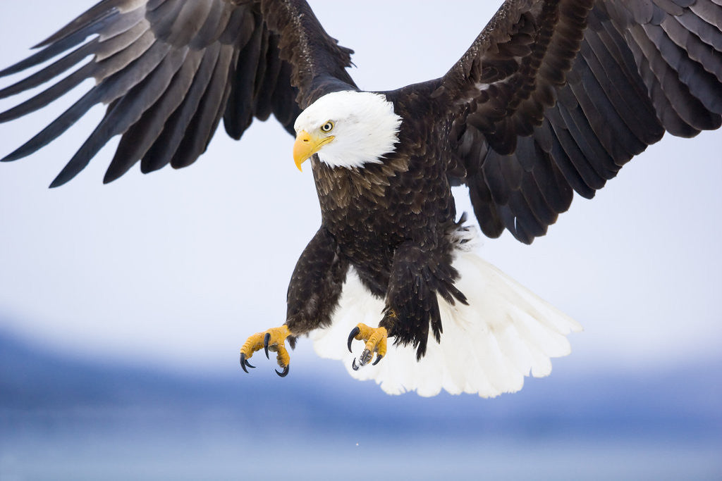 Detail of Bald Eagle Landing by Anonymous