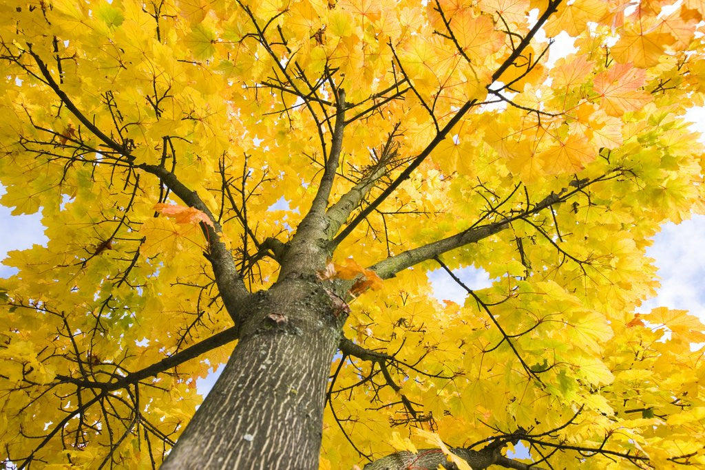 Detail of Sycamore Maple Tree by Anonymous