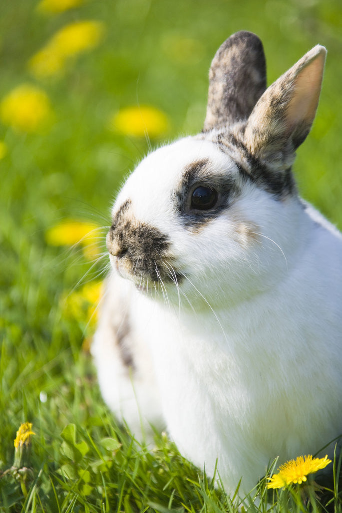 Detail of Dwarf Rabbit in Grass by Anonymous