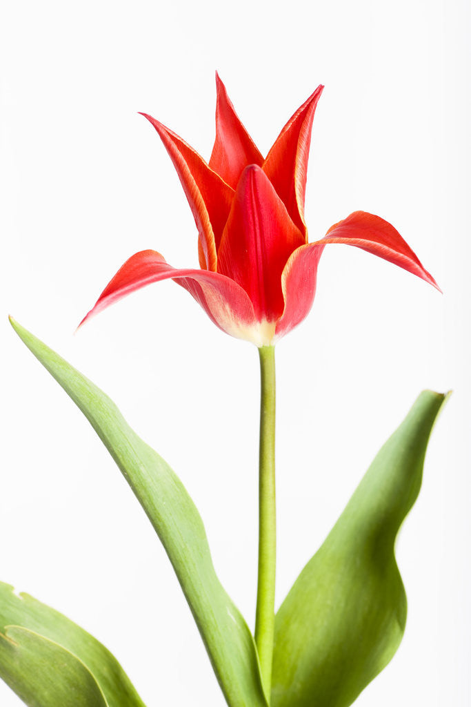 Detail of Red Tulip by Anonymous
