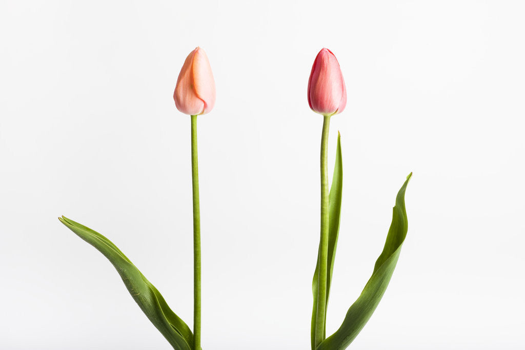 Detail of Red Tulips by Anonymous