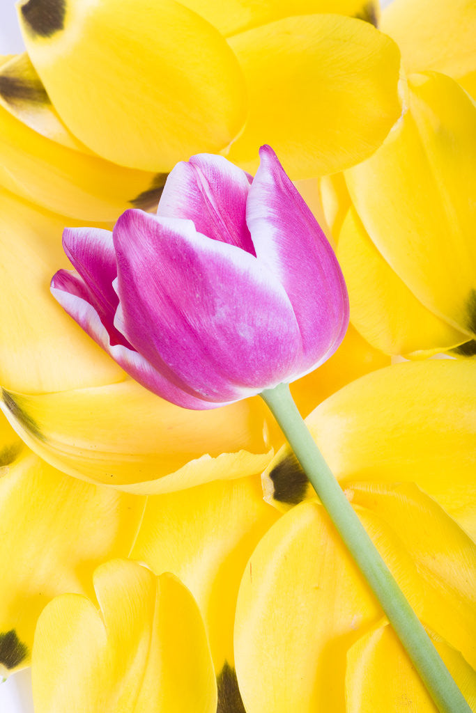 Detail of Purple Tulip on Yellow Tulip Petals by Anonymous