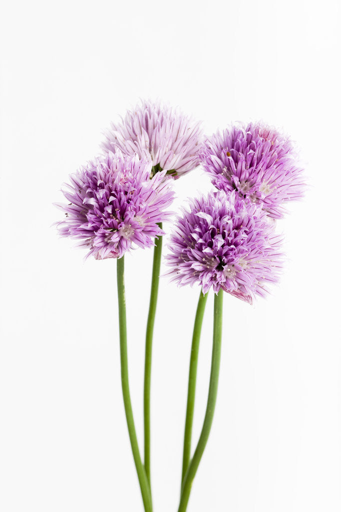 Detail of Purple Chive Flowers by Anonymous