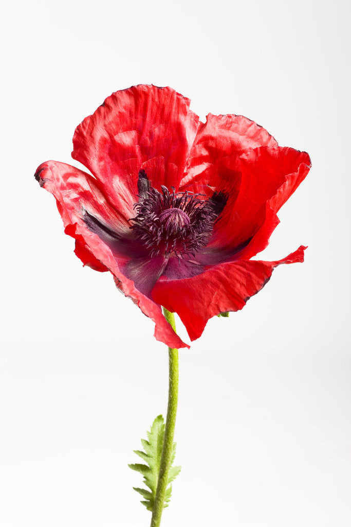 Detail of Red Poppy by Anonymous