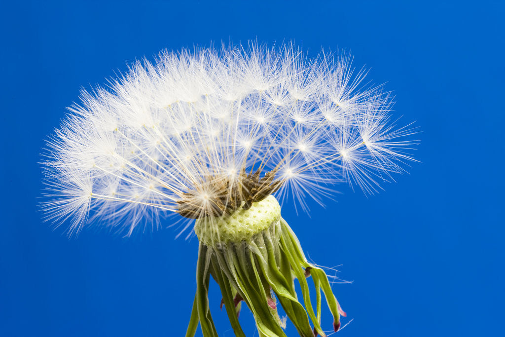 Detail of Dandelion Seed Head by Anonymous