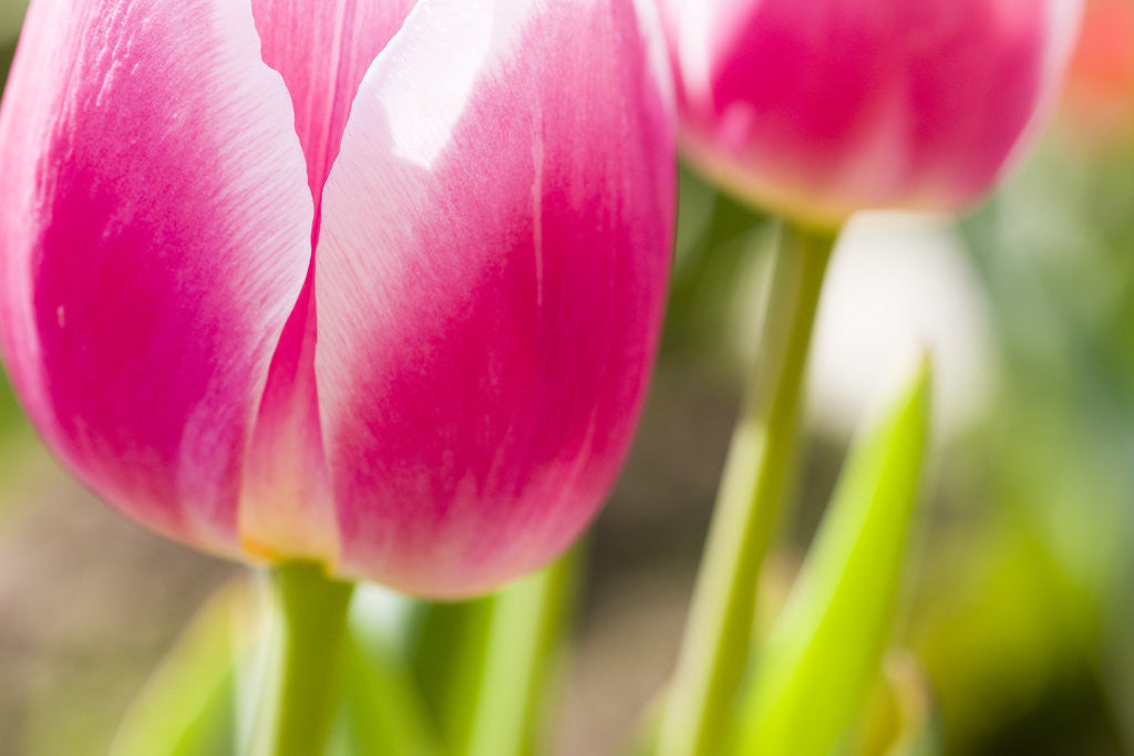 Detail of Purple Tulips by Anonymous