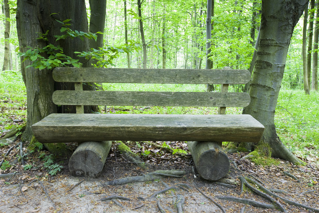Detail of Log Bench in Beech Forest by Anonymous