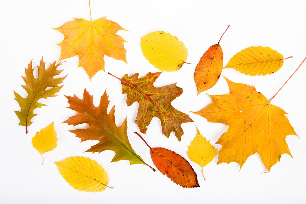 Detail of Fall Leaves by Anonymous