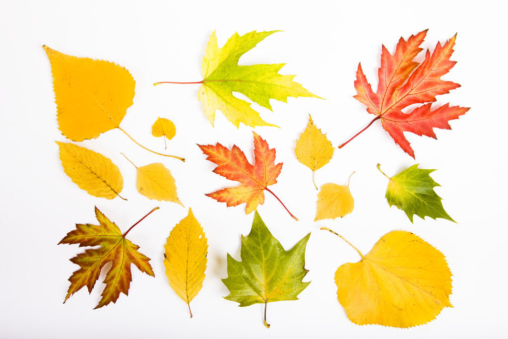 Detail of Fall Leaves by Anonymous