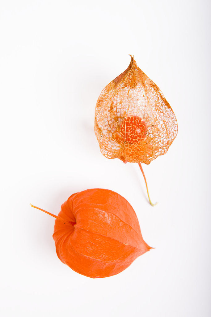Detail of Orange Chinese Lantern Plant by Anonymous