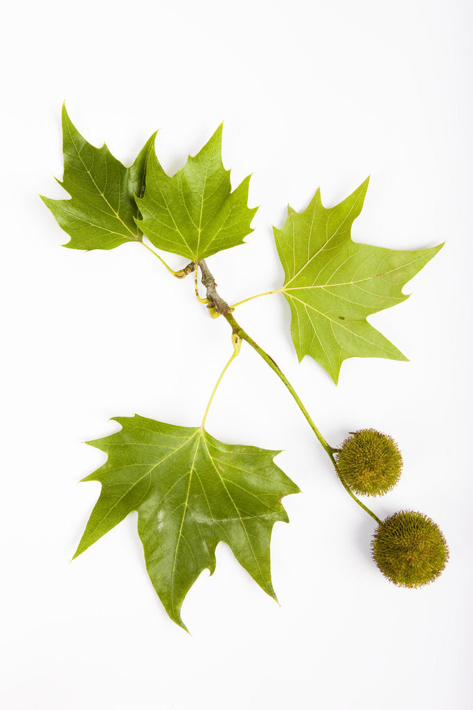 Detail of Plane Tree Leaves and Nuts by Anonymous