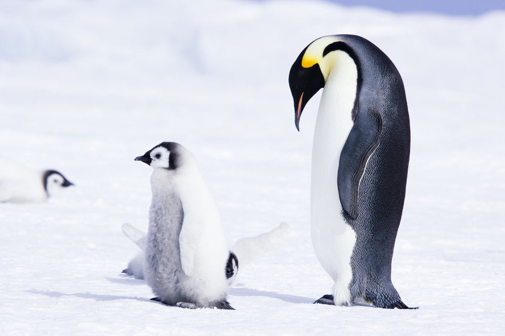 Detail of Emperor Penguin and Chick on Ice by Corbis