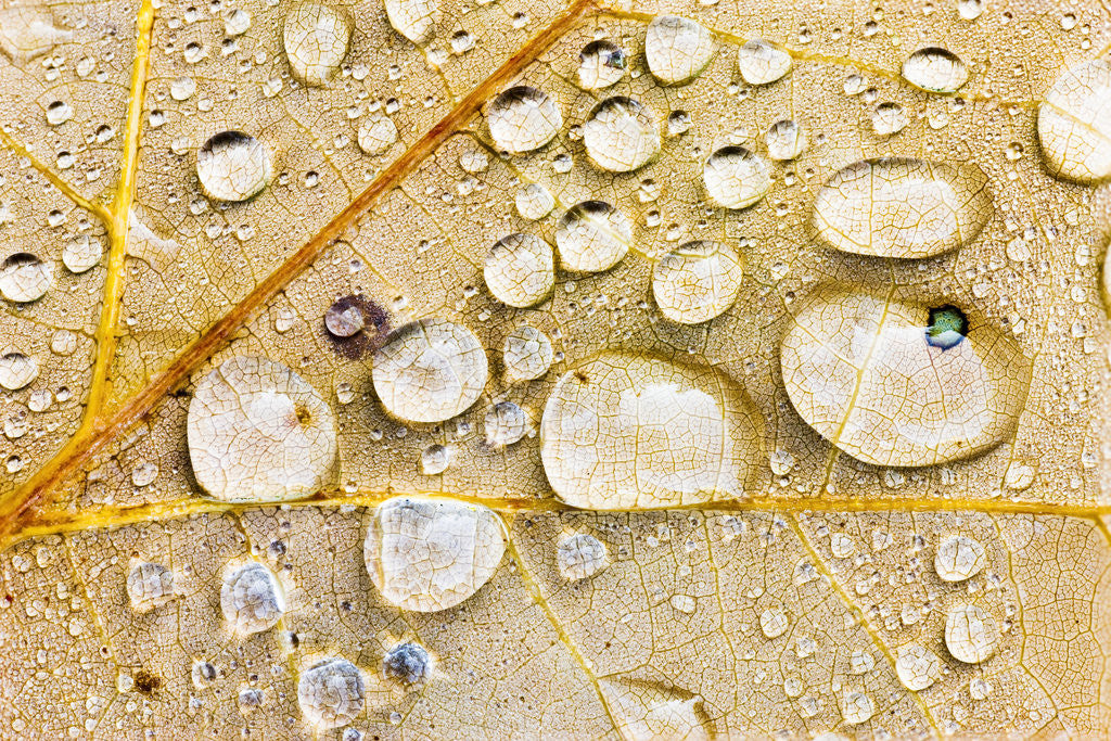 Detail of Water Drops on Maple Leaf by Anonymous