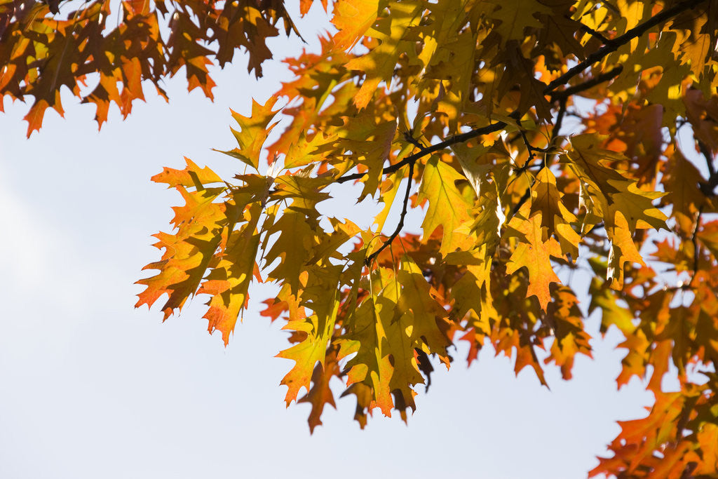 Detail of Oak Leaves and Sky by Anonymous